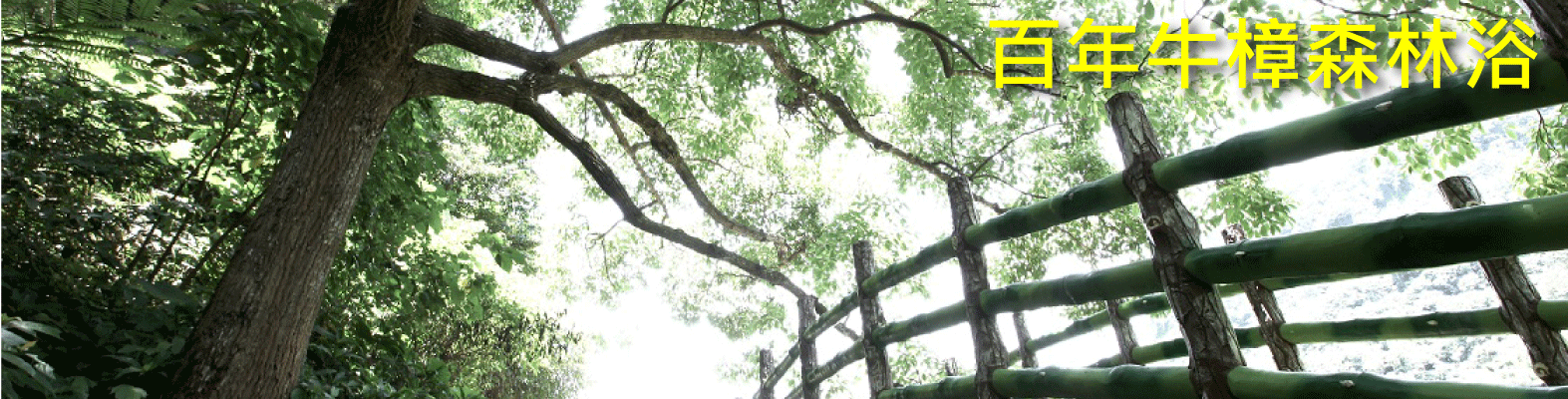 百年牛樟森林浴