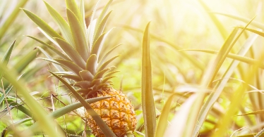 挺臺灣鳳梨！政府推外銷獎補助計畫、產銷履歷前進東京奧運！