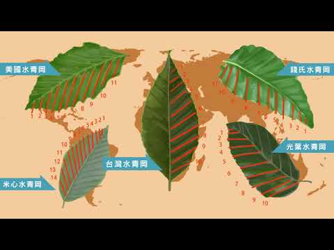 夏綠林台灣水青岡