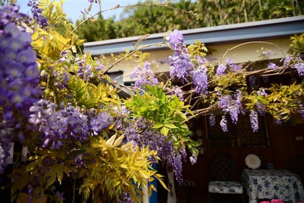 瑞里紫藤花季_標題圖片