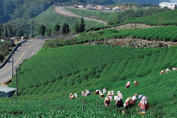 茶之道•頂笨仔生態之旅