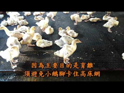 非開放式禽舍示範場-冠富畜牧場