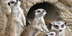 兒童動物區圖片