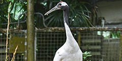 鳥園圖片