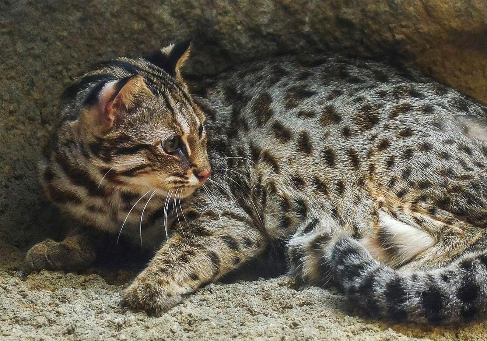 動物認養