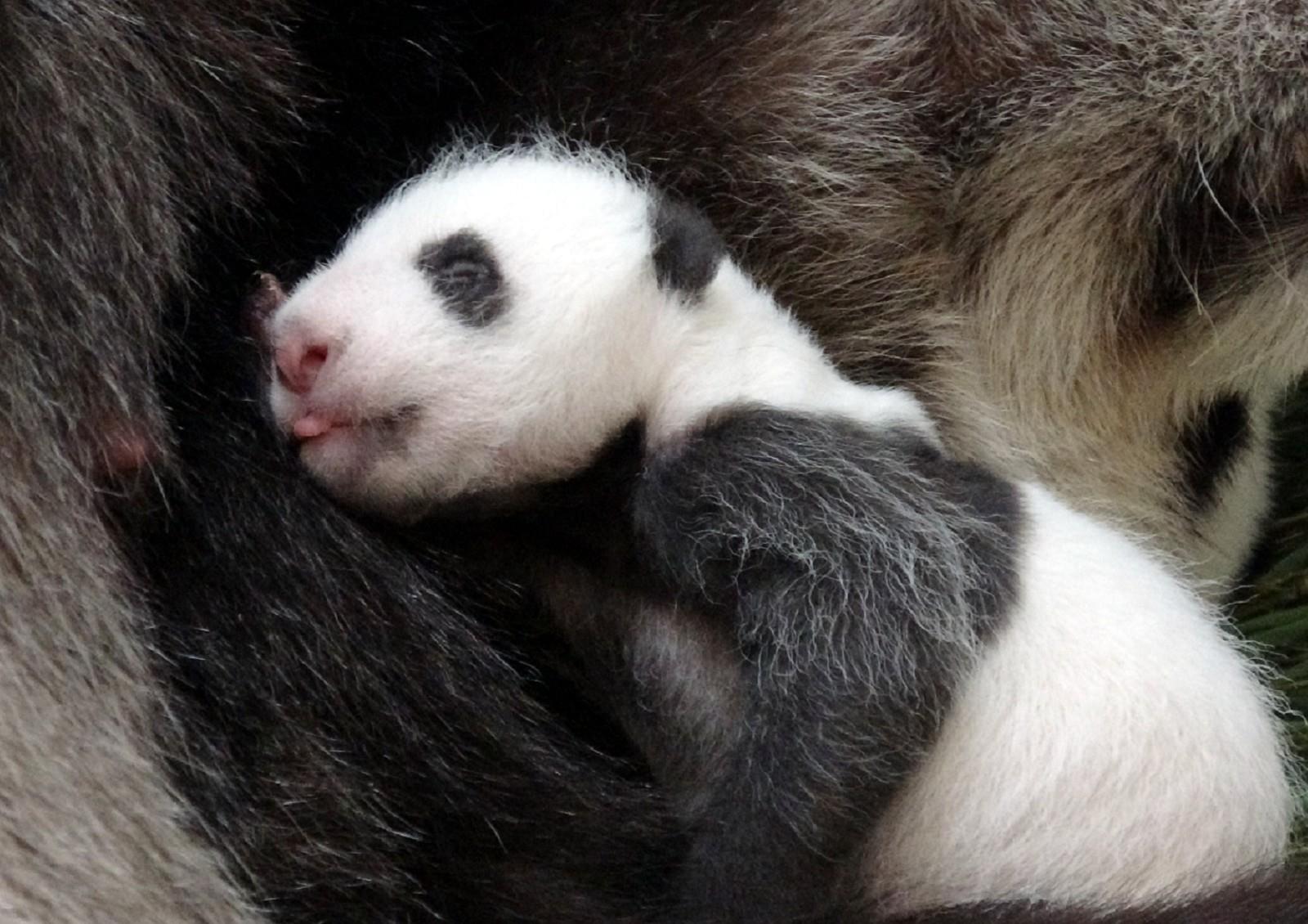 【動物園喜迎「金莎」第三胎 歐亞水獺寶寶首次健檢】、【二寶成長日記：家中有新生寶寶 「圓仔」、「團團」都知道】