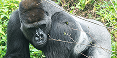 非洲動物區圖片