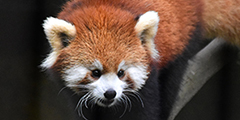 溫帶動物區圖片