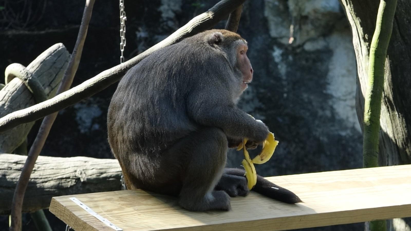【臺灣獼猴「棒球隊」～拋接通通難不倒】、【二寶成長日記：媽咪「圓圓」享用「發奶」聖品〜「豌豆蛋白」及「亞麻仁油」!】