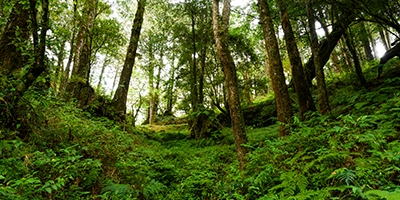 嘉義植物園解說服務申請