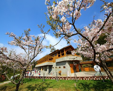 【郵輪春賞櫻】3/13阿里山櫻花季.蒜頭糖廠五分車體驗2天(北部出發)(12/14上午9時整開放訂票)(已完售)