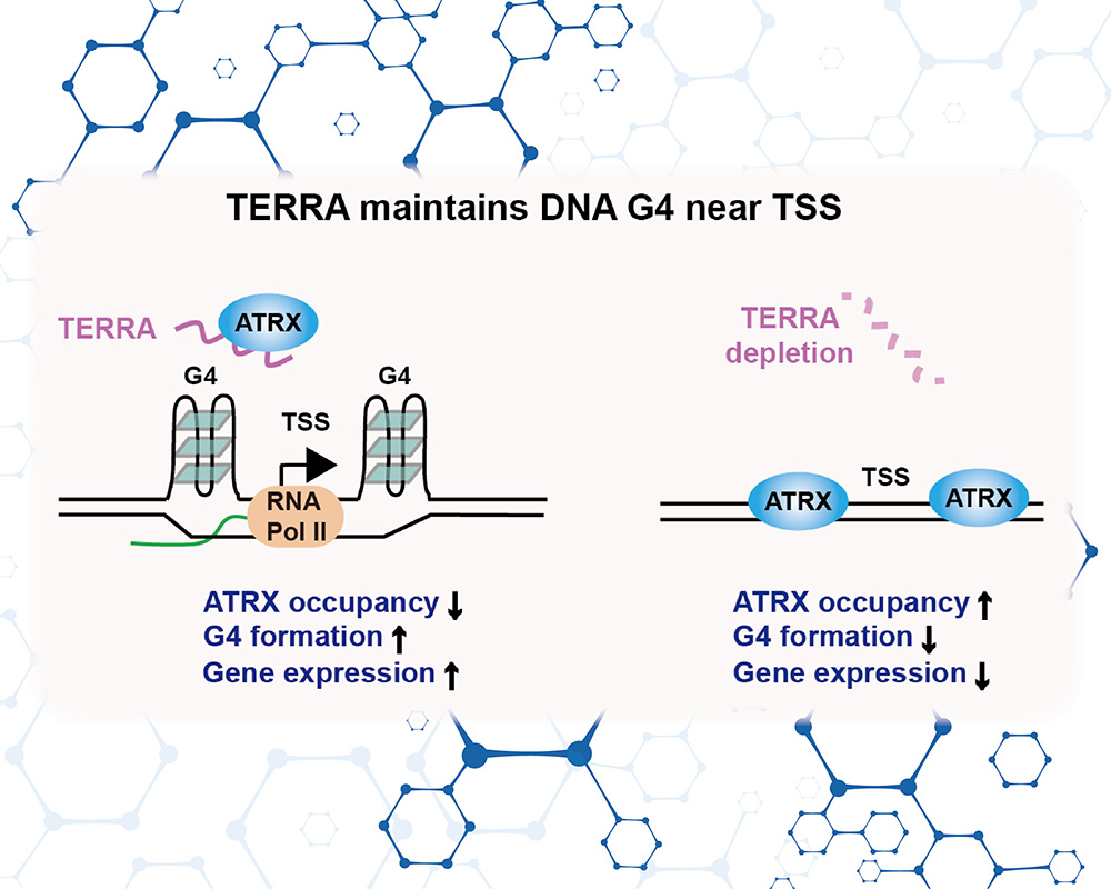 分子與細胞生物學所朱雪萍助理教授團隊　研究成果刊登Nucleic Acids Research