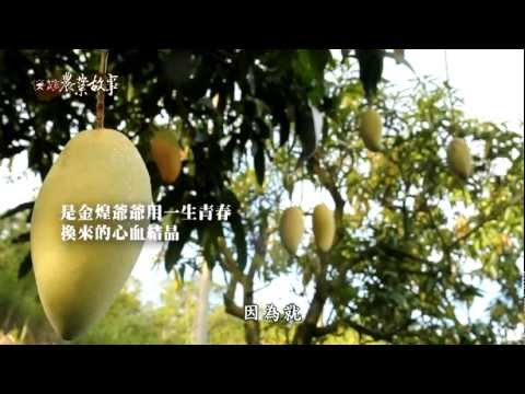 農業故事館-金煌芒果