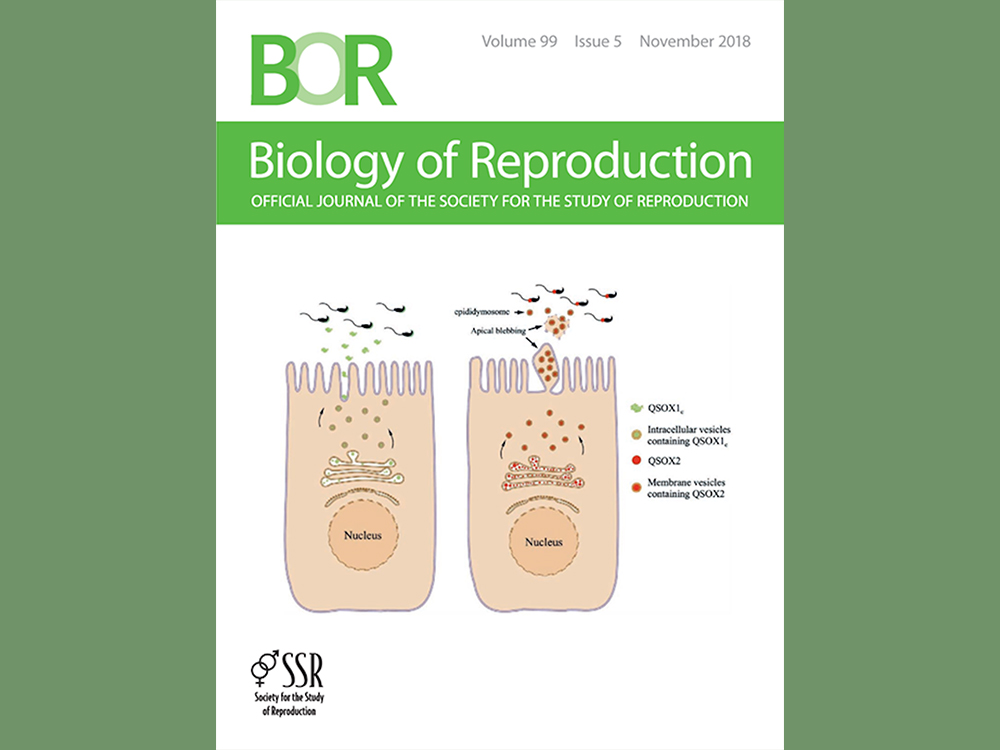 此次研究計畫與成果發表於繁殖生理知名國際期刊Biology of Reproduction,更登上11月份期刊封面