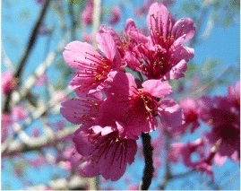市花