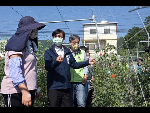 高雄番茄病害嚴重影響收成  農委會允諾啟動救助 陳其邁：中央與地...