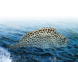 縣 魚