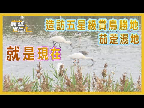 就是現在 造訪五星級賞鳥勝地茄萣濕地 ◆高雄進行式