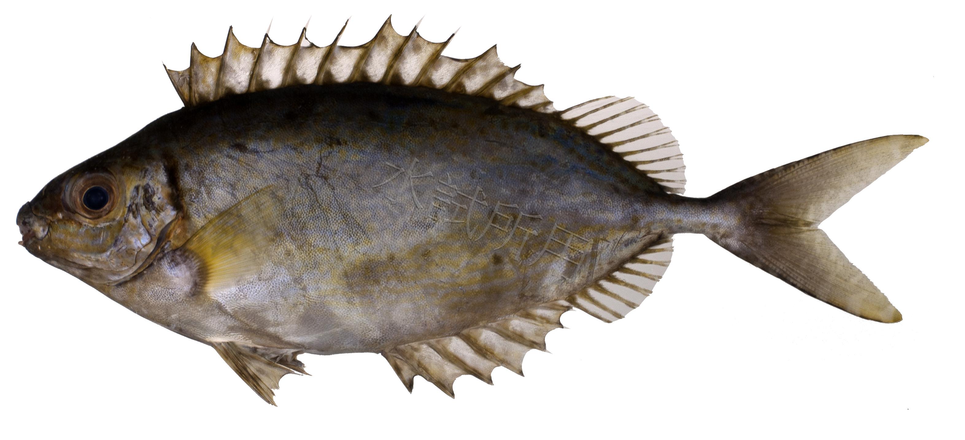 銀臭肚魚
