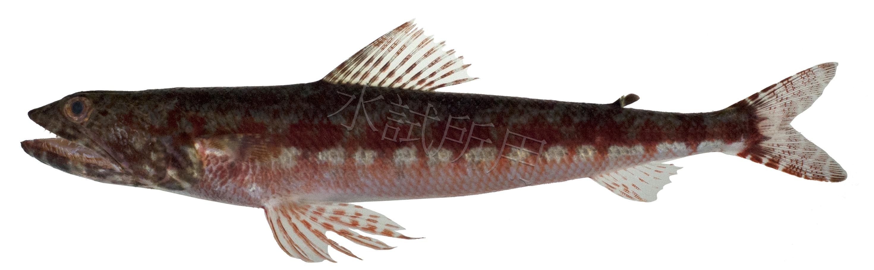 花斑狗母魚
