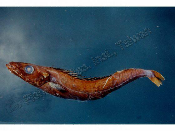 紫金魚