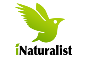 Image-iNaturalist