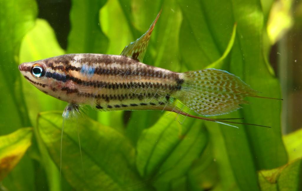 大叩叩魚
