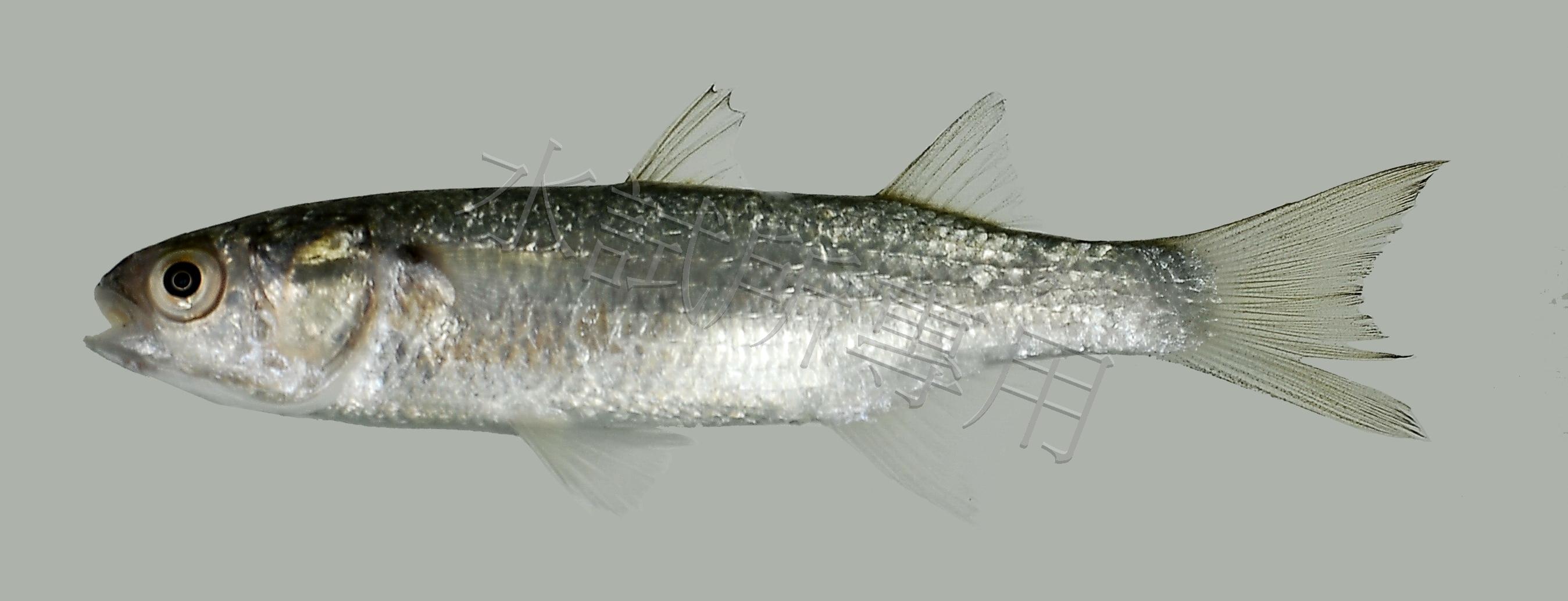 布魯雙邊魚
