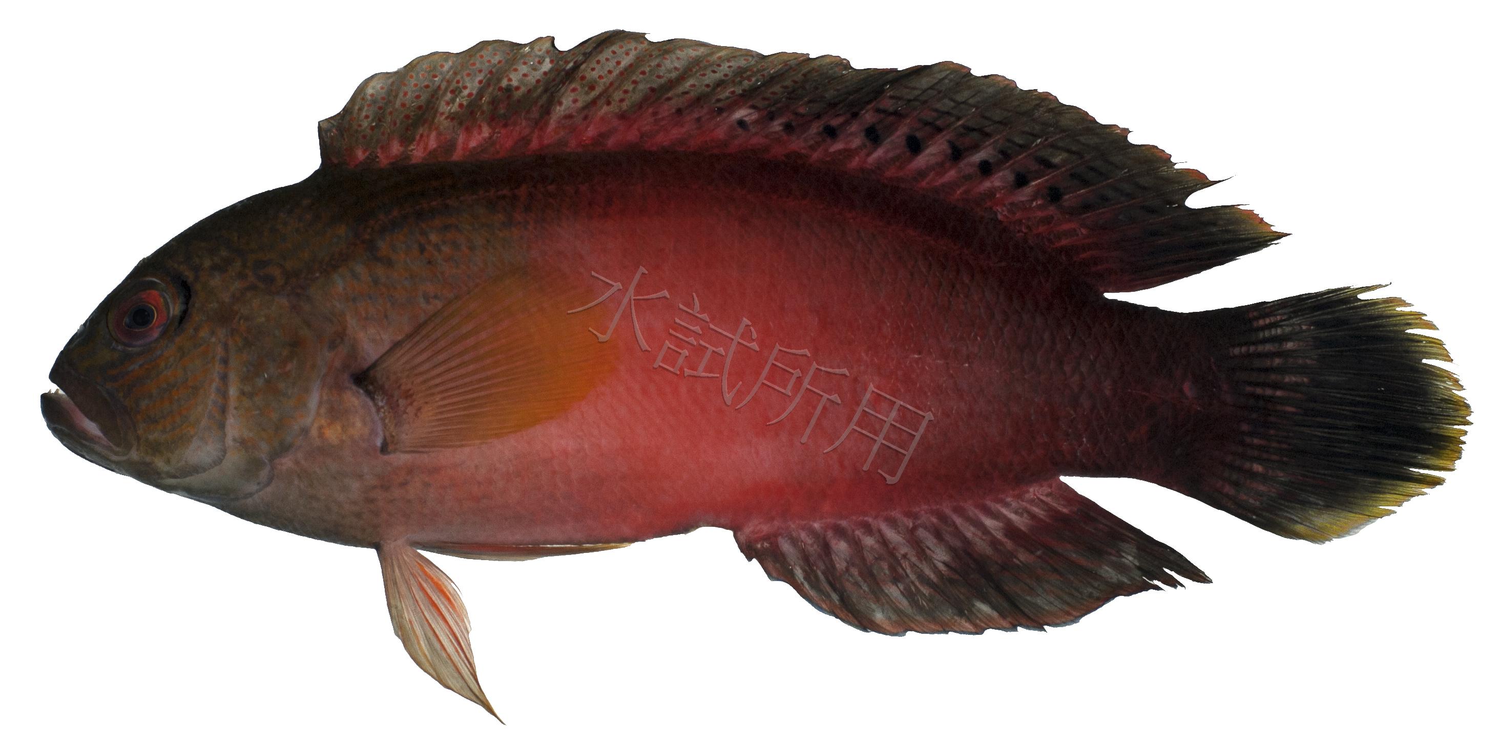 圓眼戴氏魚
