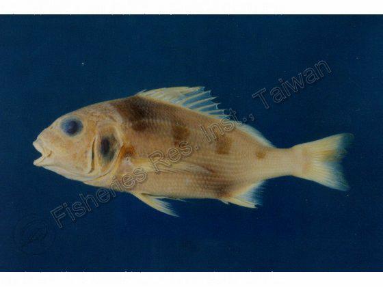 斑雞魚