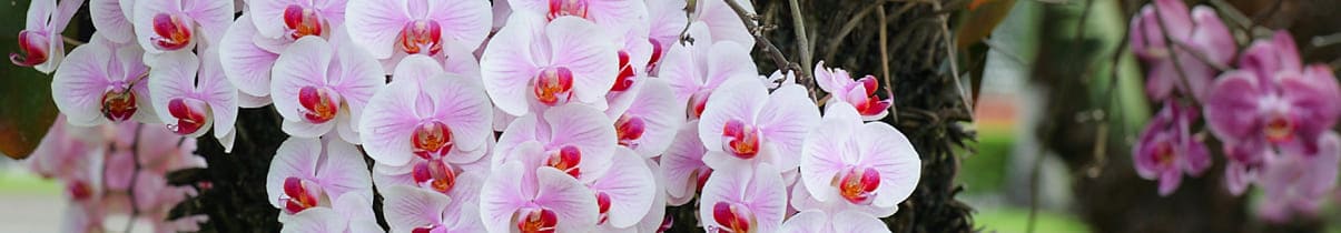 花卉