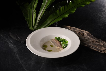 刺楤生態魚－黃錫鯛