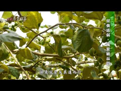 農業故事館-蜜棗