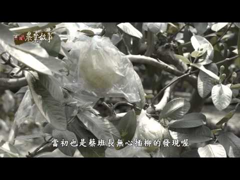 農業故事館-芭樂