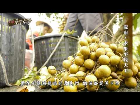 農業故事館-龍眼