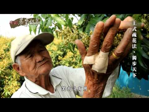 農業故事館-荔枝
