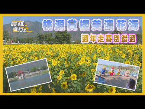桃源賞櫻美濃花海 過年走春別錯過 ◆高雄進行式