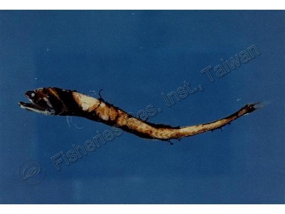纖鉆光魚