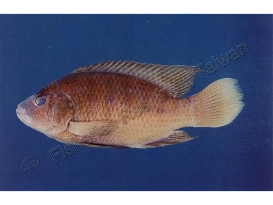 奧利亞吳郭魚
