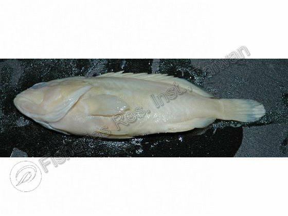 玳瑁石斑魚