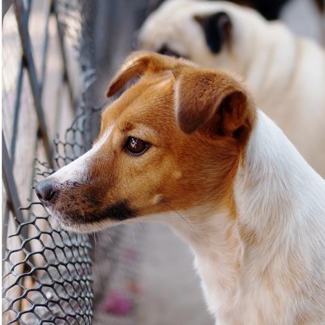 臺北市檢舉違反動物保護法規案件獎金發放要點