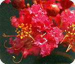 City Flower