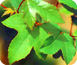 City Tree
