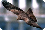 City Bird