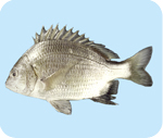 City Fish