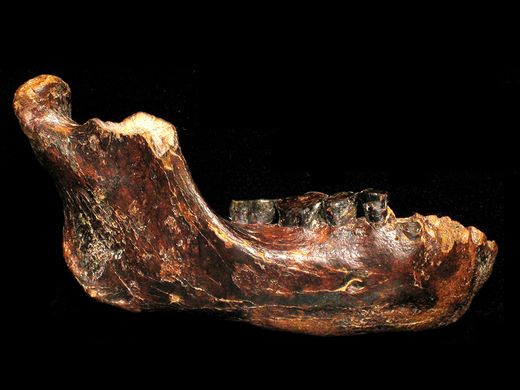 Image: Study of a male Denisovan from Taiwan published in Science