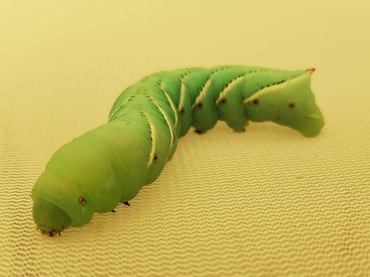 臺大國際學院研究登上《Nature Ecology & Evolution》 揭示植物與昆蟲化學攻防的演化軌跡圖