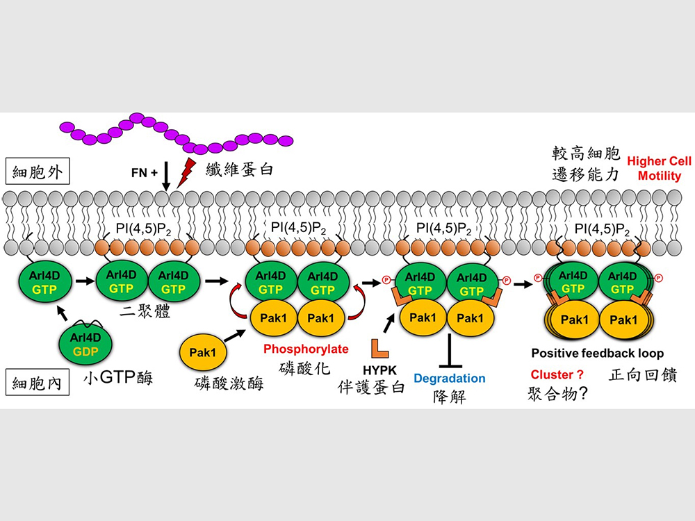 磷脂分子引導GTP水解酶自我結合 驅動細胞遷移-封面圖