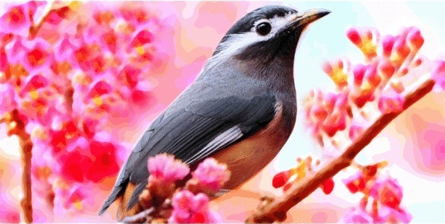 市鳥