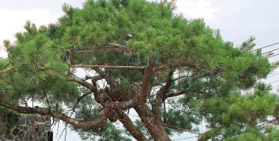 市樹